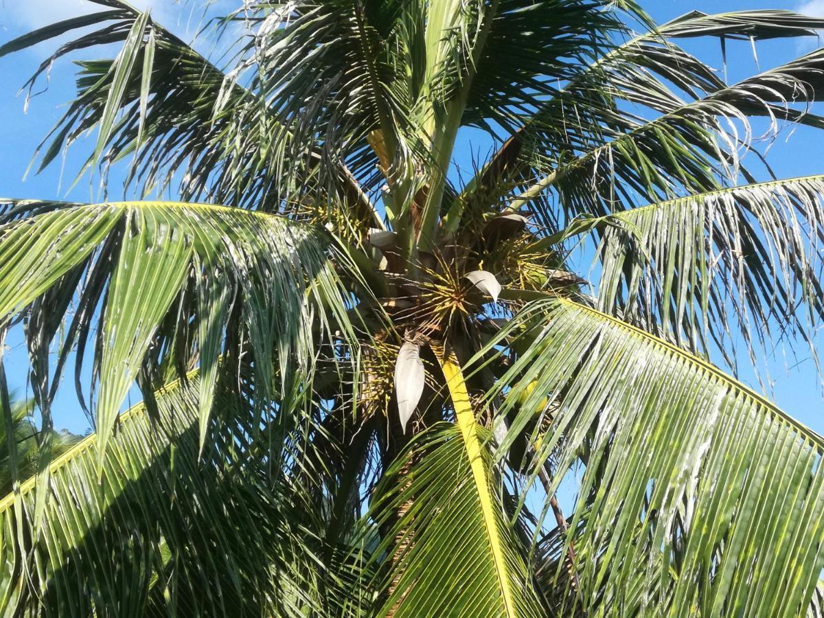 Koh Samui Palm View *